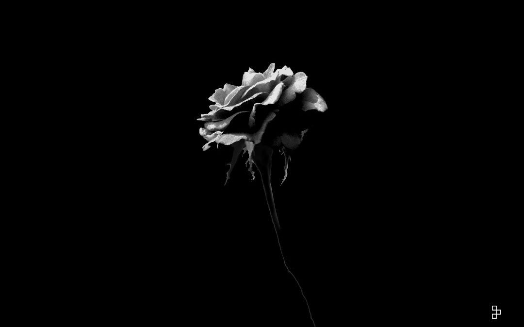 photographie noir blanc plantes
